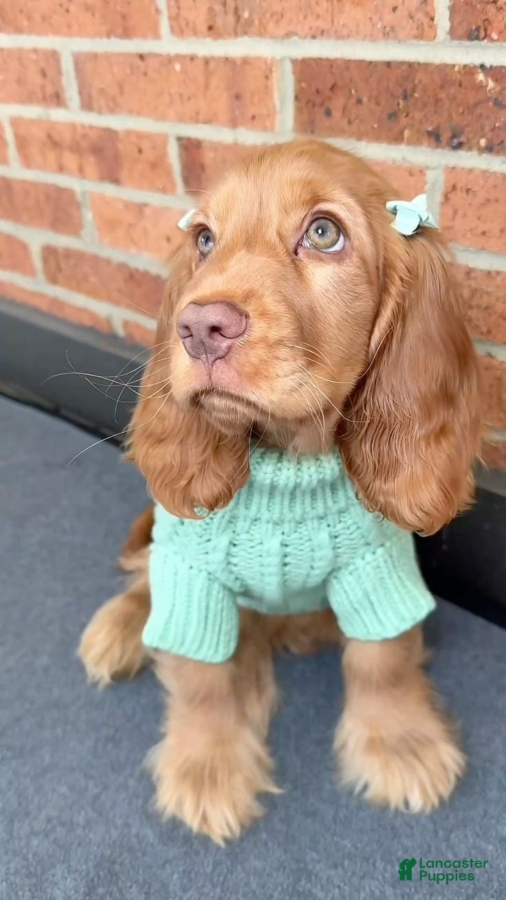 English Cocker Spaniel dogs Naomi - Ad 8