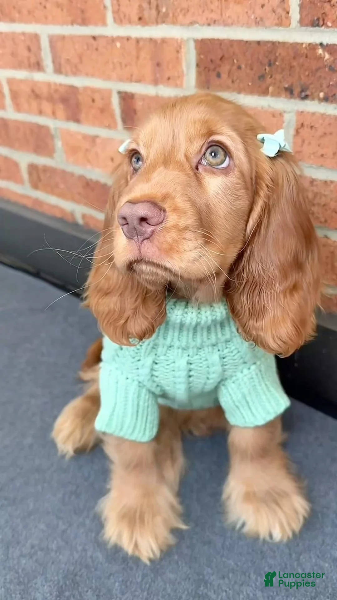 English Cocker Spaniel dogs for sale: Naomi - Ad 1