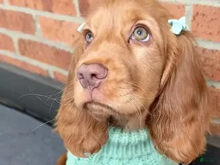English Cocker Spaniel dogs Naomi - Ad 8