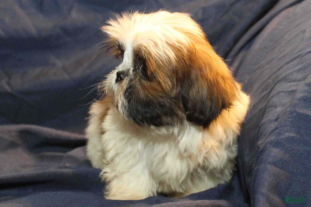 Shih Tzu dogs for sale: Roo - Ad 3