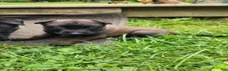 Belgian Malinois dogs for sale: Nova (Purple) - Ad 2