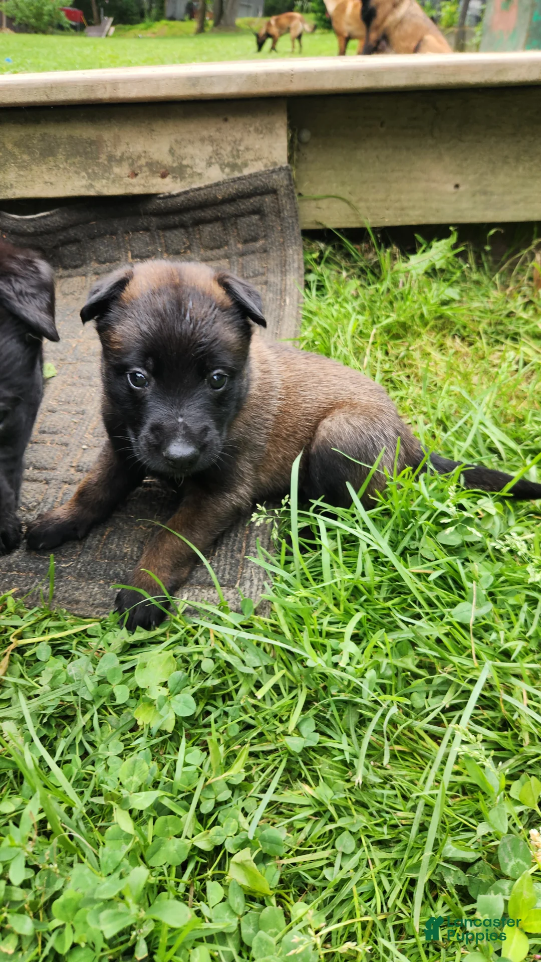 Belgian Malinois dogs for sale: Nova (Purple) - Ad 2