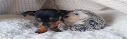 Miniature Pinscher dogs for sale: ANNIE - Ad 23