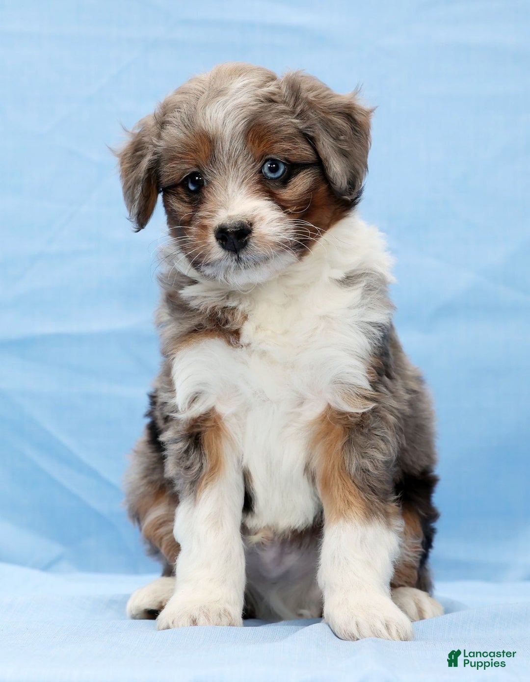 Mini Aussiedoodle dogs for sale: Will - Ad 2