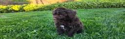 Portuguese Water Dog dogs for sale: Flint - Ad 5