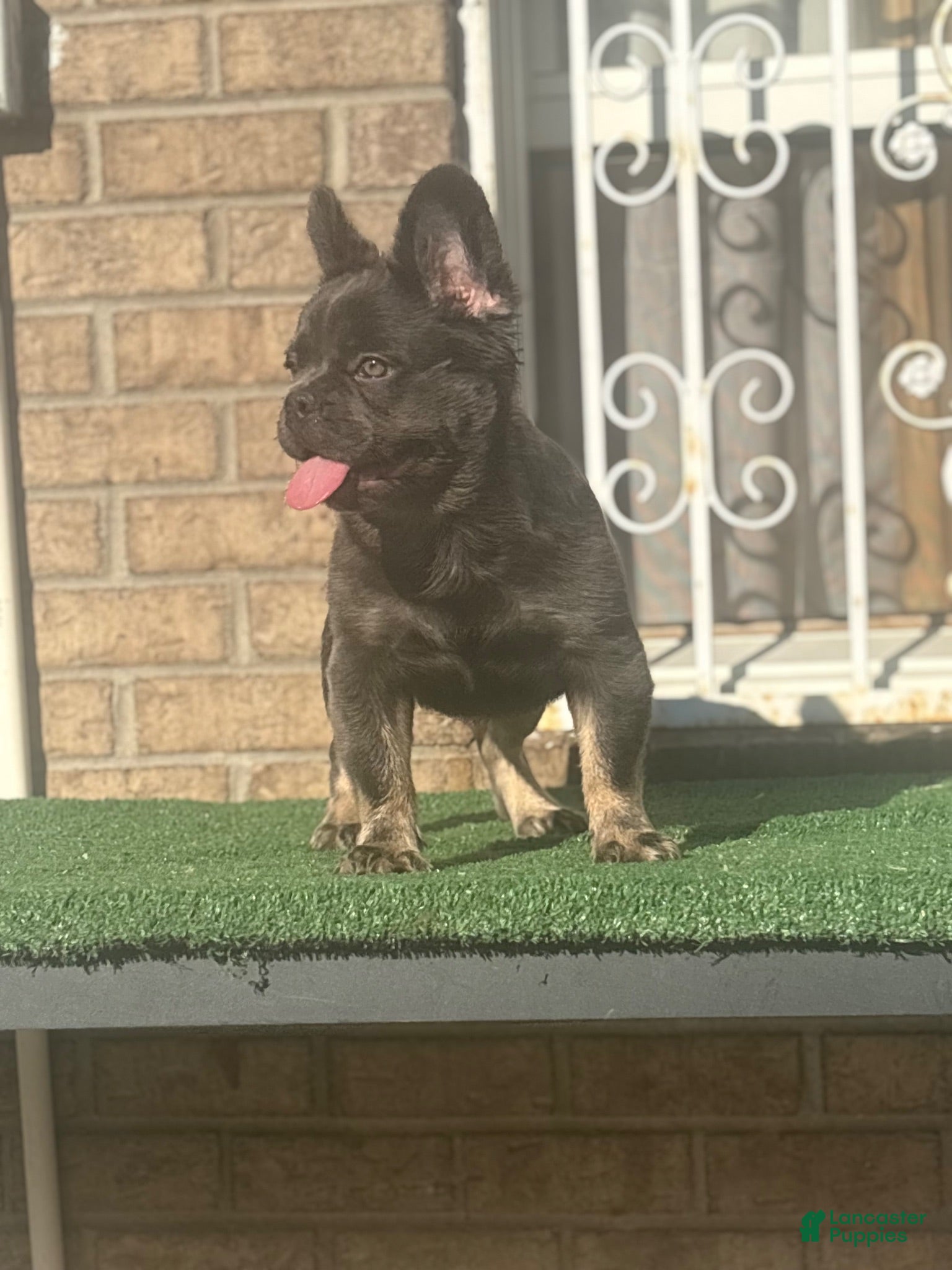 French Bulldog dogs for sale: French Bulldog 1 - Ad 1