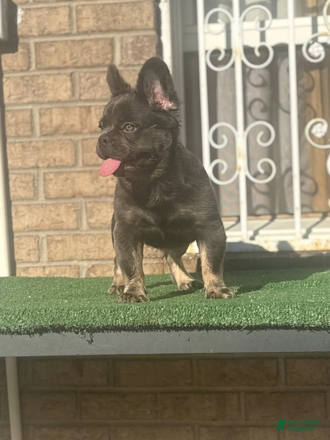 French Bulldog dogs for sale: French Bulldog 1 - Ad 1