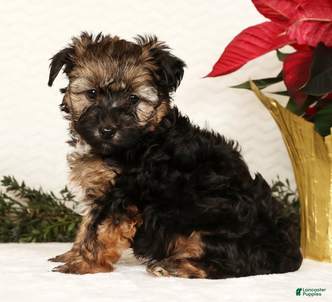 Yorkiepoo dogs for sale: Bailey  3lbs - Ad 3