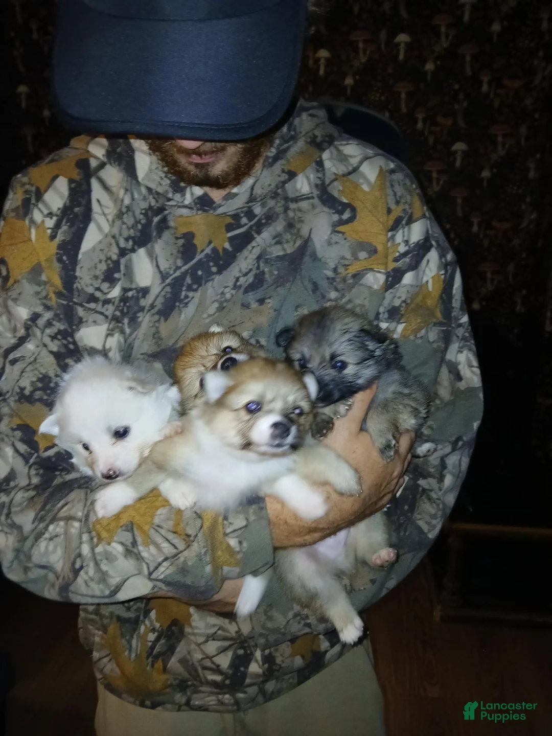 Pomeranian dogs for sale: Elsa  - Ad 2