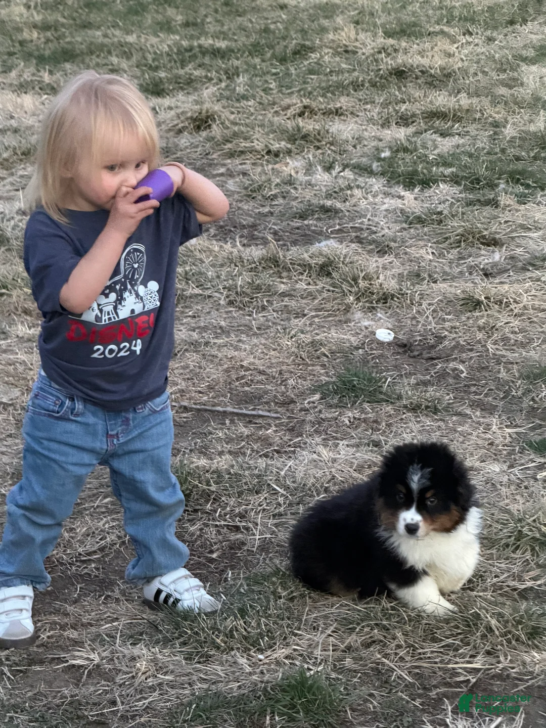 Miniature Australian Shepherd dogs for sale: Buck - Ad 2