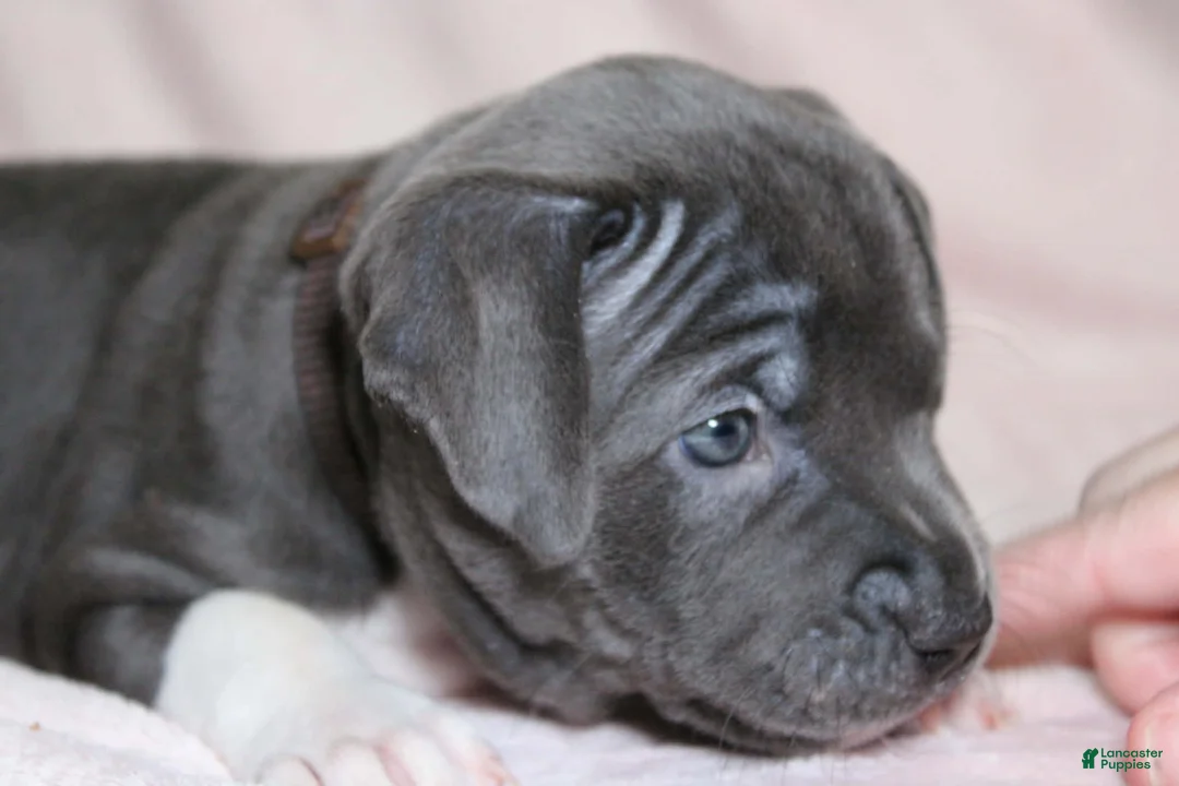 American Bully dogs for sale: Sindell - Ad 2