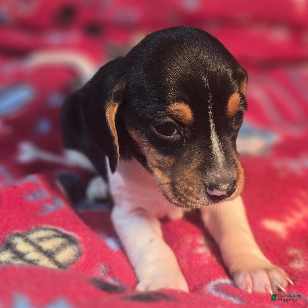 Beagle dogs for sale: Pepper Queen Elizabeth Pocket Beagle - Ad 6