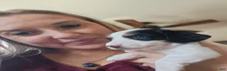 Miniature Dachshund dogs for sale: Piglet - Ad 15