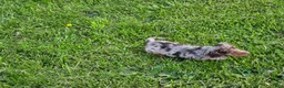 Miniature Dachshund dogs for sale: Denver - Ad 2