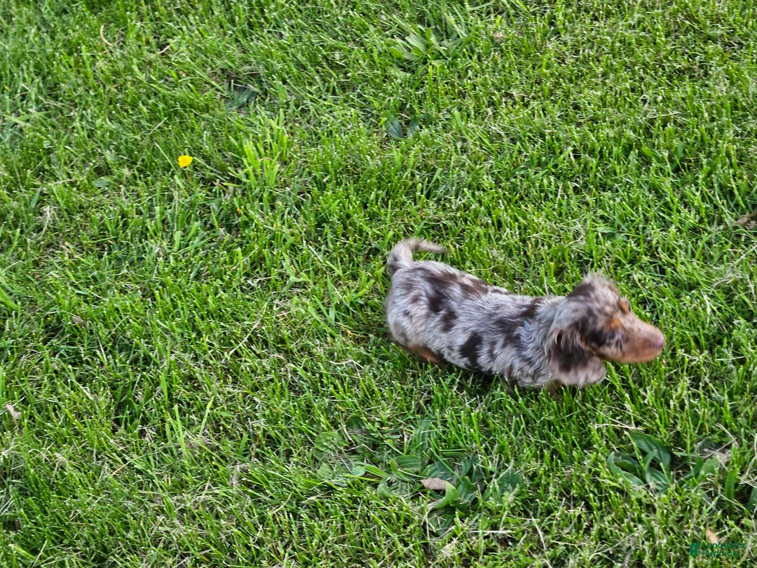 Miniature Dachshund dogs for sale: Denver - Ad 2