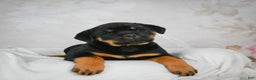 Rottweiler dogs for sale: Beretta - Ad 4