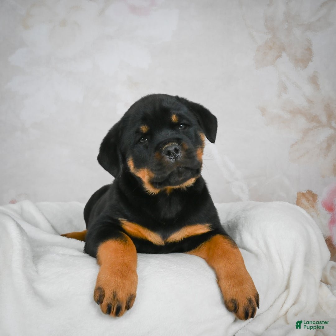 Rottweiler dogs for sale: Beretta - Ad 4