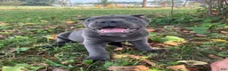Cane Corso dogs for sale: Rianna - Ad 1