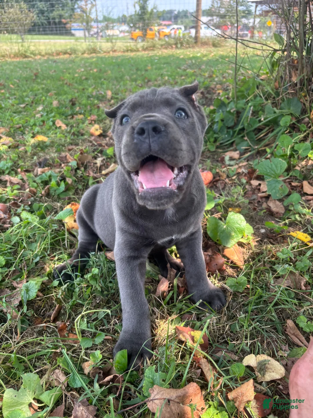 Cane Corso dogs for sale: Rianna - Ad 1