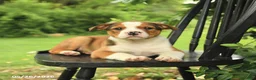 Mixed Breed dogs for sale: Harrison - Ad 4