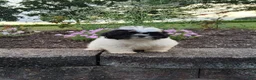 Shih Tzu dogs for sale: Theo - Ad 6