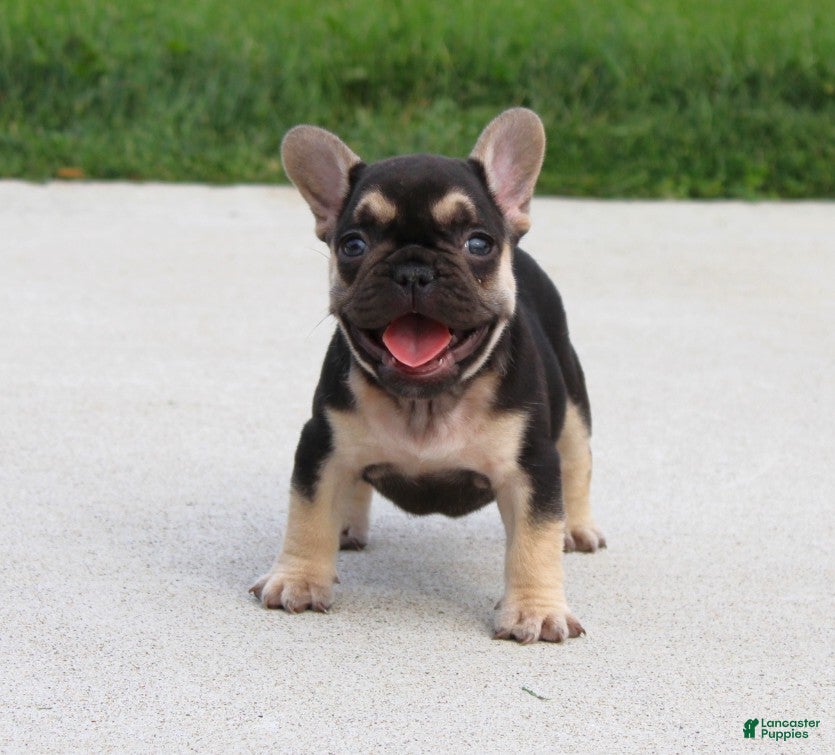 French Bulldog dogs Mocha - Ad 2