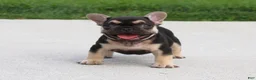 French Bulldog dogs for sale: Mocha - Ad 2