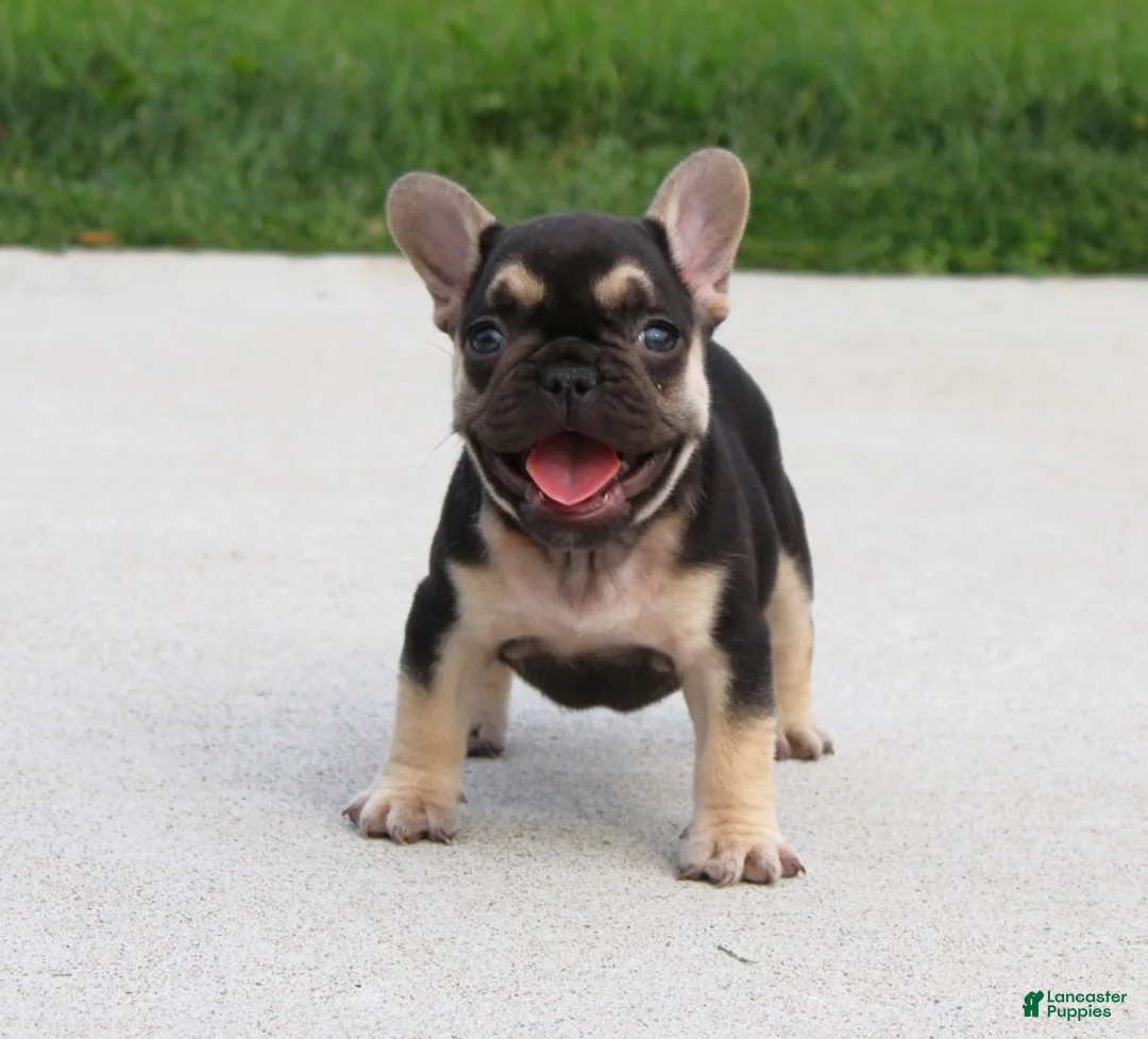 French Bulldog dogs for sale: Mocha - Ad 2