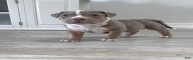 American Bully Puppy 4
