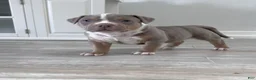 American Bully dogs for sale: American Bully Puppy 4 - Ad 1