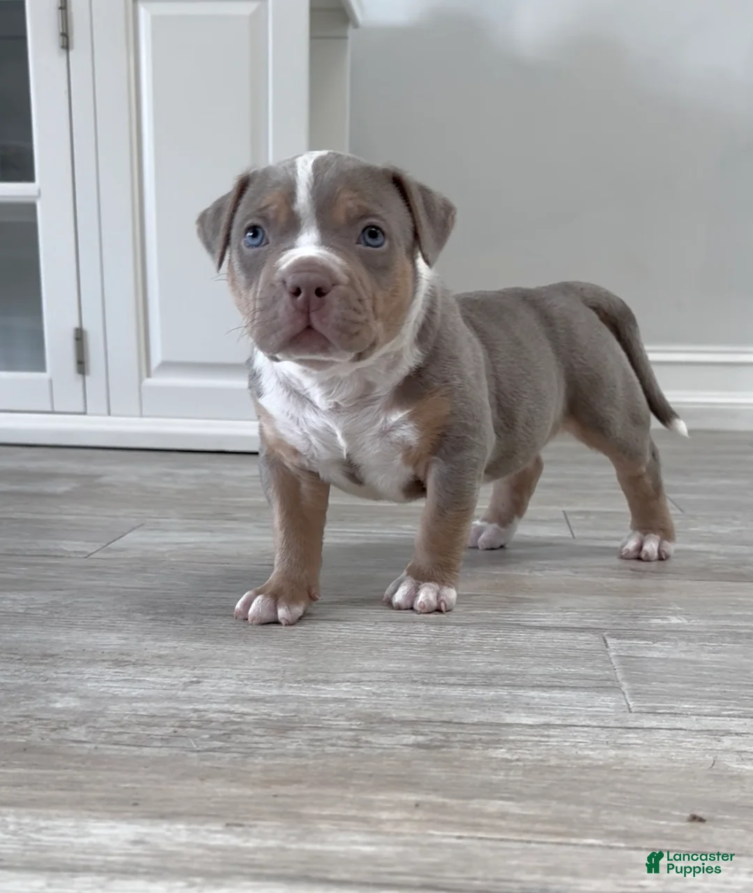 American Bully dogs for sale: American Bully Puppy 4 - Ad 1