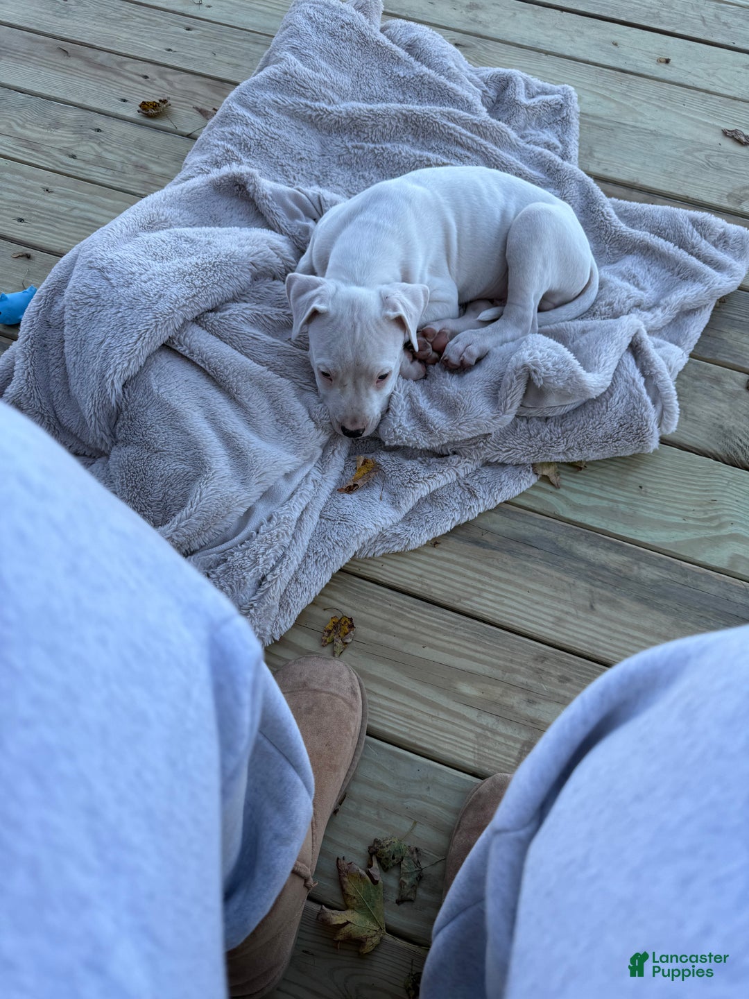 Dogo Argentino dogs for sale: Puppy M3 - Ad 55