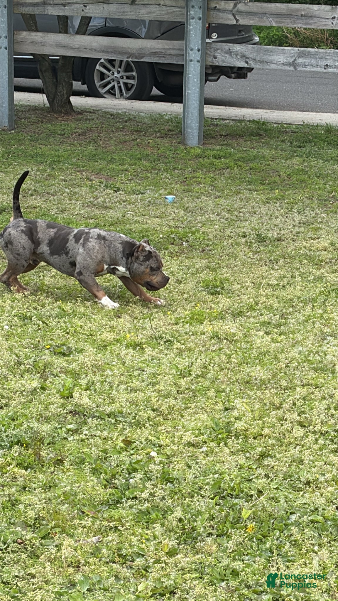 American Bully dogs Draco - Ad 15