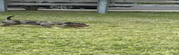 American Bully dogs for stud: Draco - Ad 1