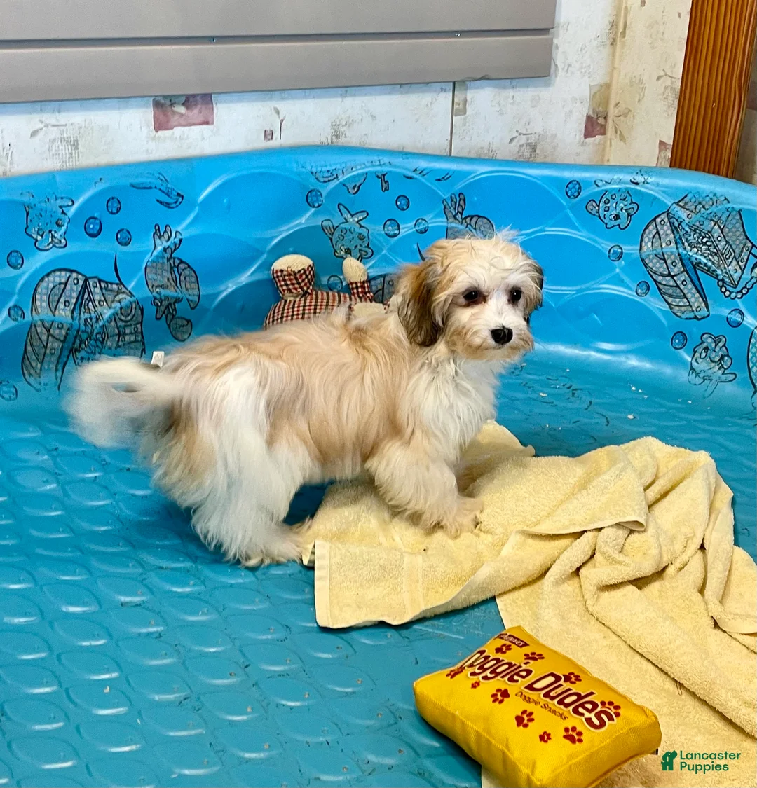 Mixed Breed dogs for sale: Shirley - Ad 6