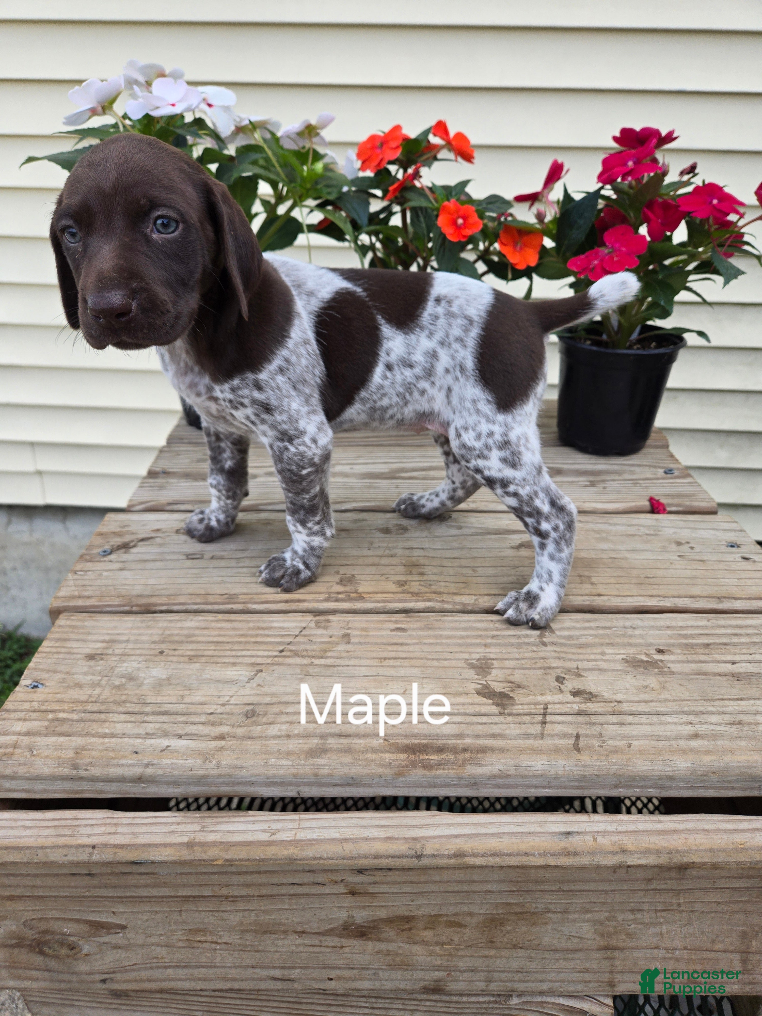 German Shorthaired Pointer dogs Maple  - Ad 1