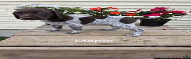 Maple 