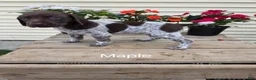 German Shorthaired Pointer dogs for sale: Maple  - Ad 1