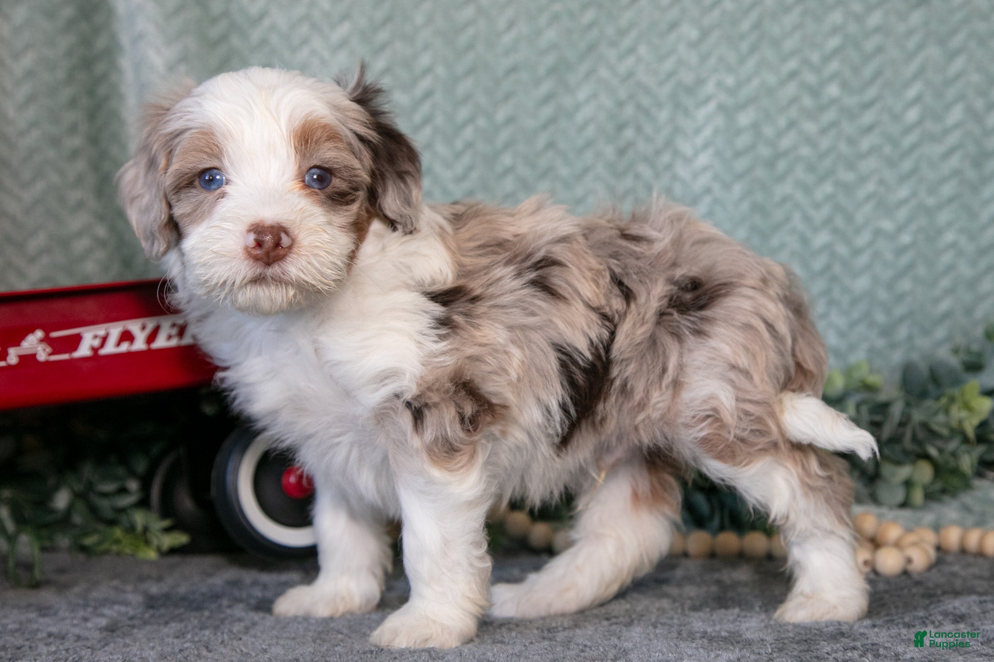 Mini Bernedoodle dogs for sale: Kosmo - Ad 1