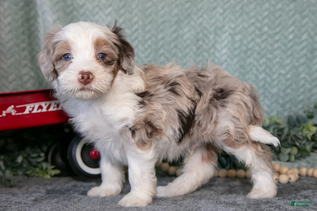 Mini Bernedoodle dogs for sale: Kosmo - Ad 1