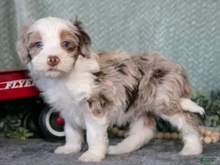 Mini Bernedoodle dogs for sale: Kosmo - Ad 1