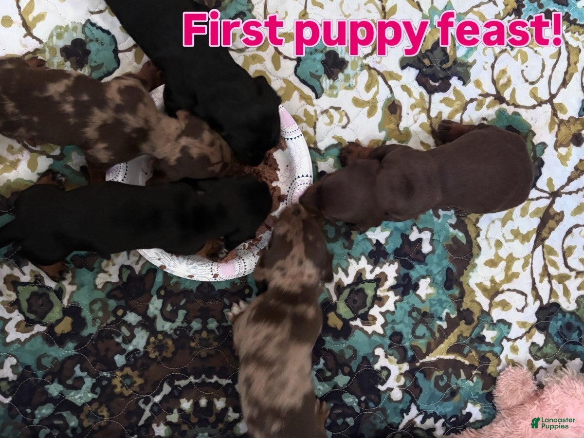 Miniature Dachshund dogs Miniature Dachshund 2 - Ad 2