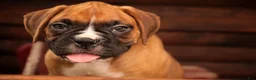 Boxer dogs for sale: Hank - Ad 5