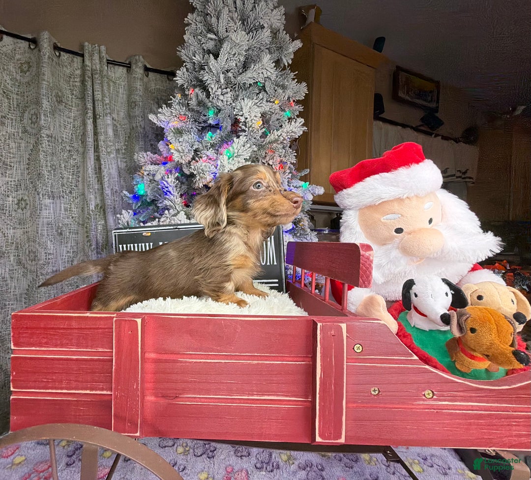 Miniature Dachshund dogs for sale: Pra clear AKC CH BRED RUSSIAN DAPPLE - Ad 5