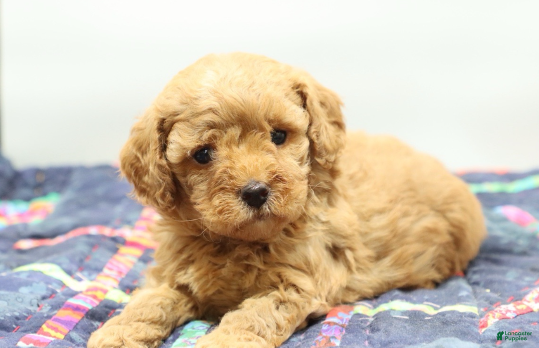Toy Poodle dogs for sale: Light Red Girl - Ad 3