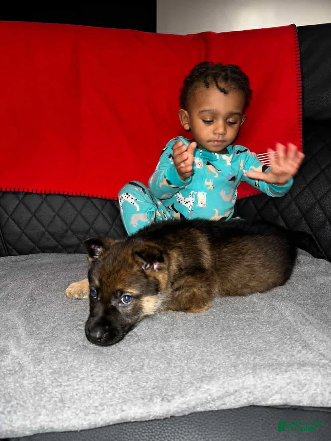 German Shepherd dogs for sale: German Shepherd Puppy 1 - Ad 1