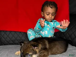 German Shepherd dogs German Shepherd Puppy 1 - Ad 23