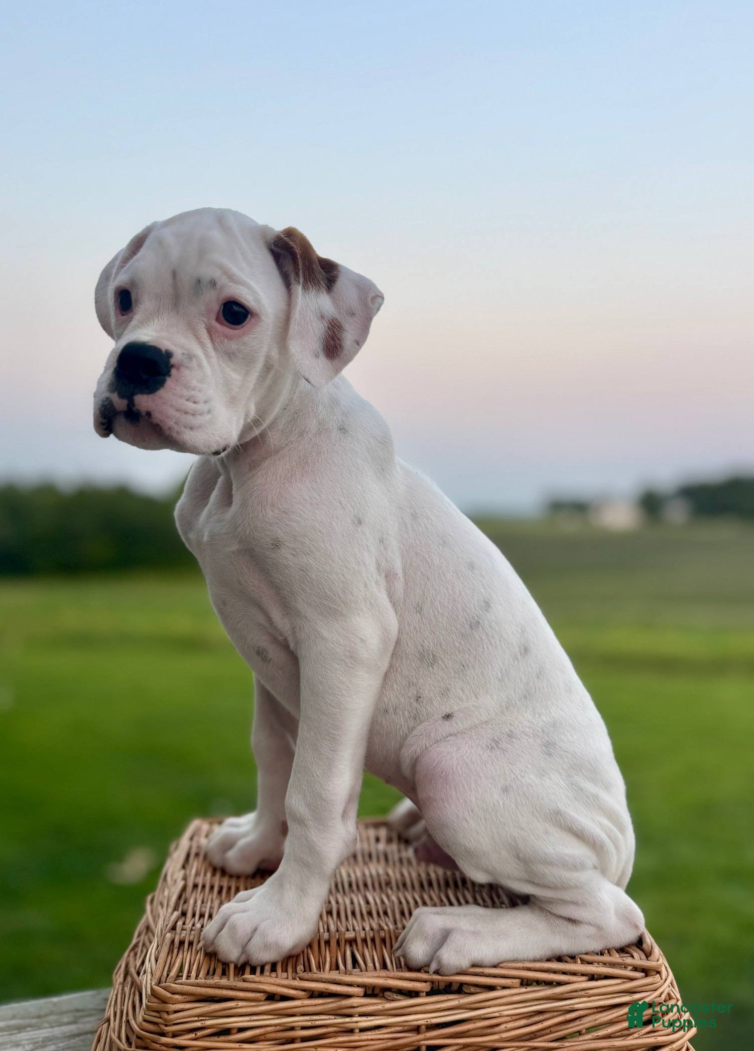 Boxer dogs Chives - Ad 1