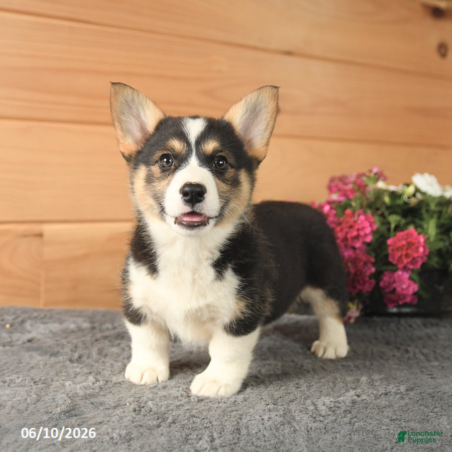 Welsh Corgi Pembroke dogs Diamond - Ad 2