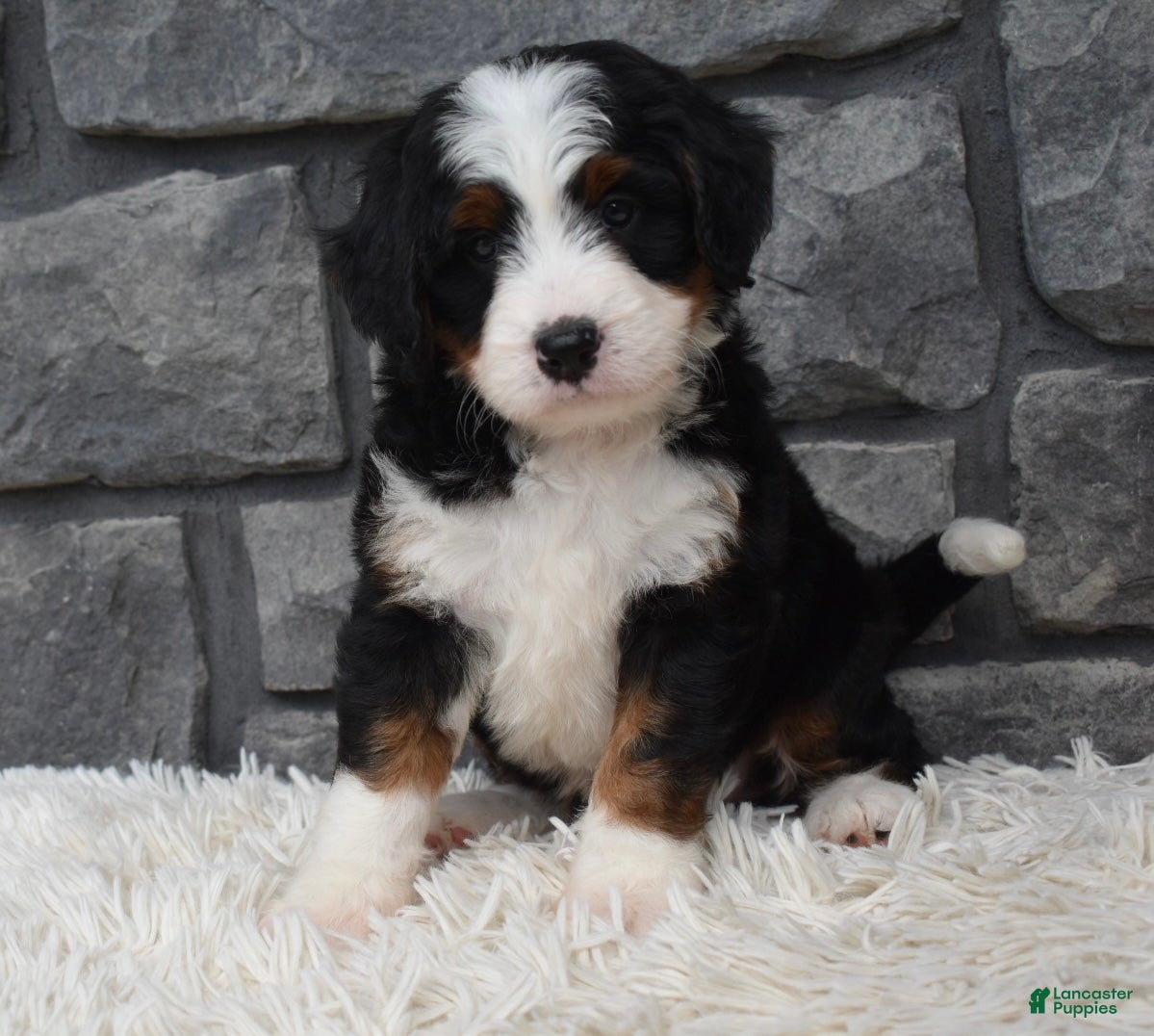 Mini Bernedoodle dogs Cinnamon  - Ad 2